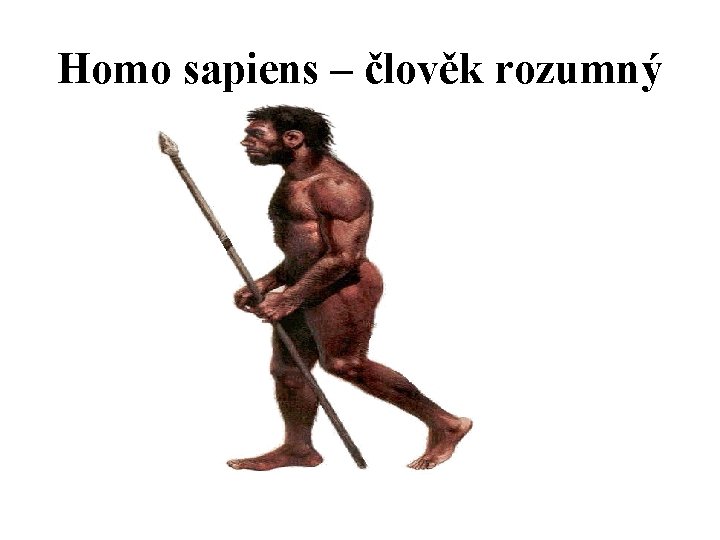 Homo sapiens – člověk rozumný 