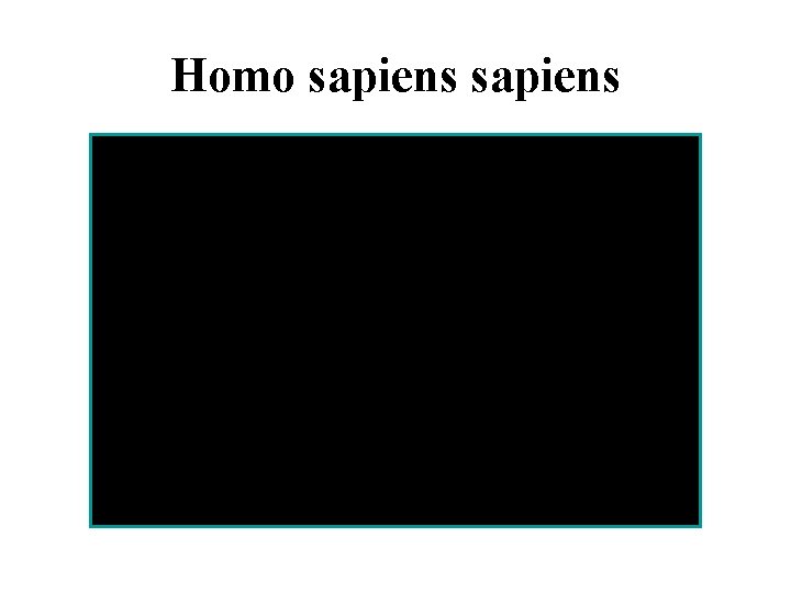 Homo sapiens 