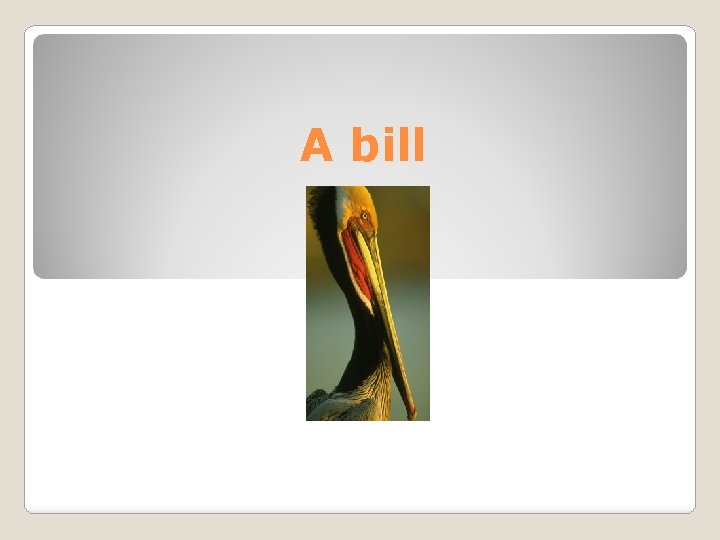 A bill 