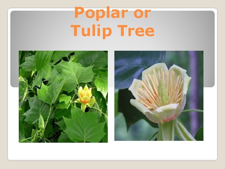 Poplar or Tulip Tree 