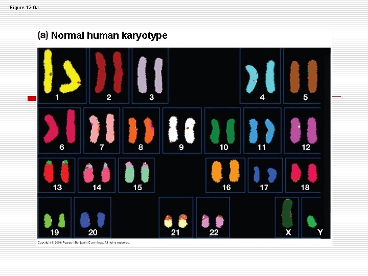 Figure 12 -6 a Normal human karyotype Figure 12 -6 a Normal human karyotype