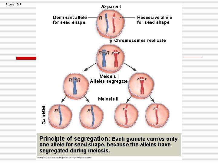 Figure 13 -7 Rr parent Dominant allele for seed shape Recessive allele for seed Figure 13 -7 Rr parent Dominant allele for seed shape Recessive allele for seed