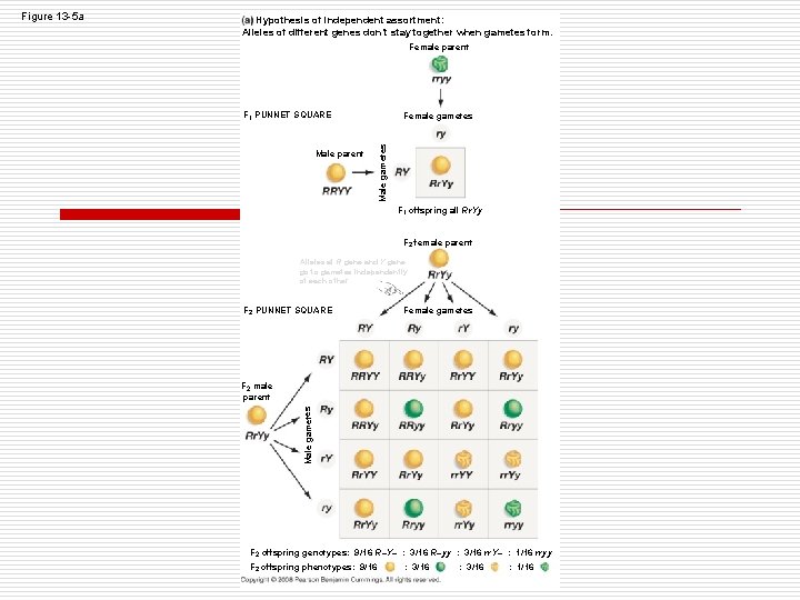 Hypothesis of independent assortment: Alleles of different genes don’t stay together when gametes Hypothesis of independent assortment: Alleles of different genes don’t stay together when gametes