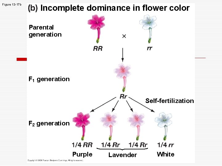 Figure 13 -17 b Incomplete dominance in flower color Parental generation F 1 generation Figure 13 -17 b Incomplete dominance in flower color Parental generation F 1 generation