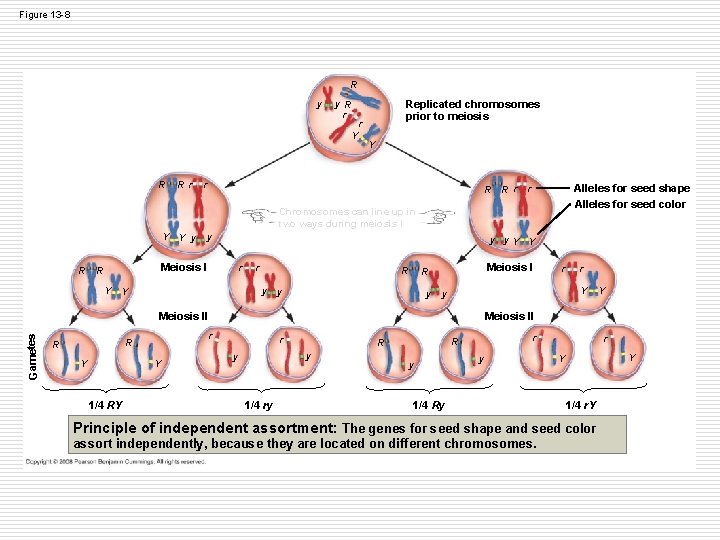 Figure 13 -8 R y y R r r Y R Rr Replicated chromosomes Figure 13 -8 R y y R r r Y R Rr Replicated chromosomes