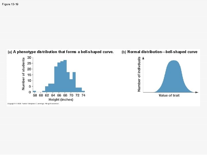 Figure 13 -19 A phenotype distribution that forms a bell-shaped curve. Normal distribution—bell-shaped curve Figure 13 -19 A phenotype distribution that forms a bell-shaped curve. Normal distribution—bell-shaped curve