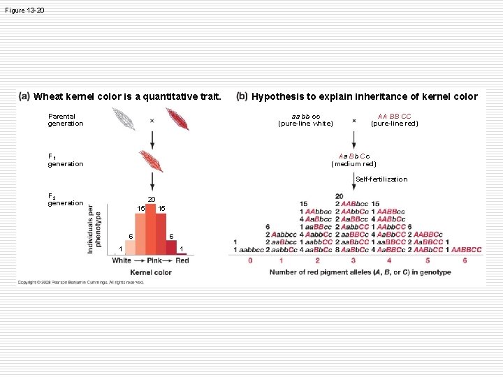 Figure 13 -20 Wheat kernel color is a quantitative trait. Parental generation Hypothesis to Figure 13 -20 Wheat kernel color is a quantitative trait. Parental generation Hypothesis to