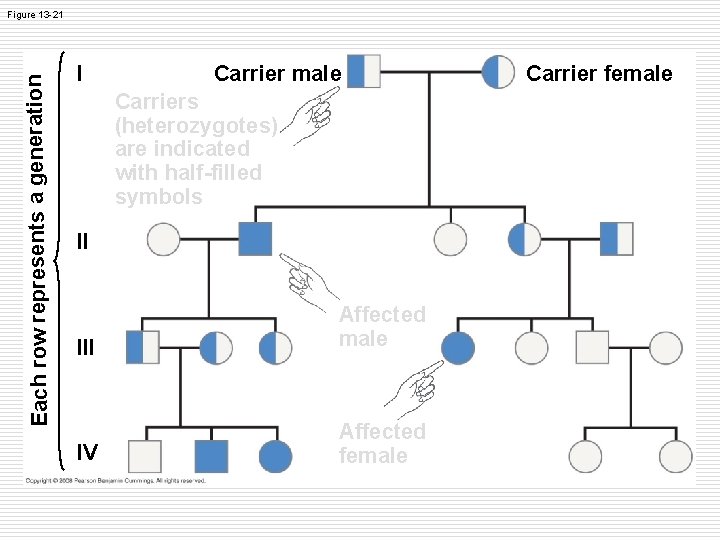 Each row represents a generation Figure 13 -21 I Carrier male Carriers (heterozygotes) are Each row represents a generation Figure 13 -21 I Carrier male Carriers (heterozygotes) are