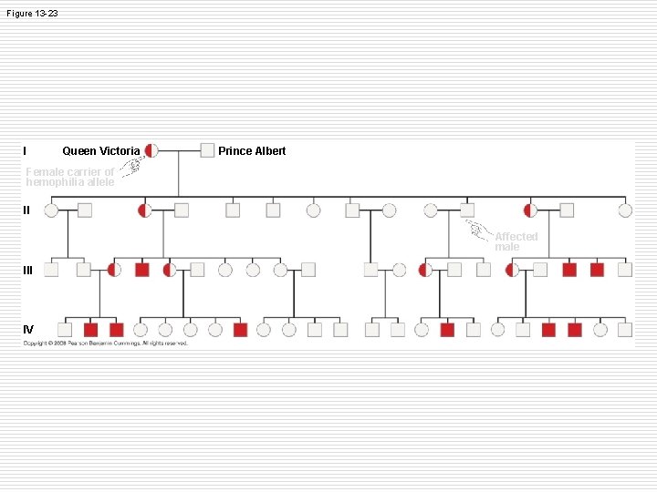 Figure 13 -23 I Queen Victoria Prince Albert Female carrier of hemophilia allele II Figure 13 -23 I Queen Victoria Prince Albert Female carrier of hemophilia allele II