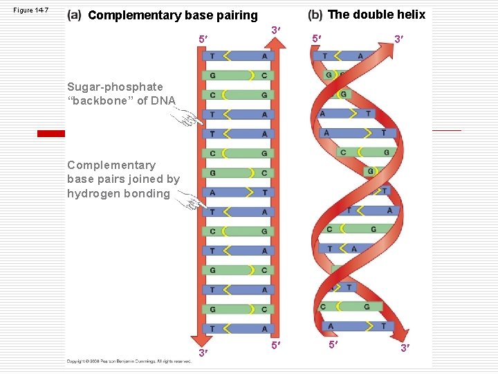 Figure 14 -7 The double helix Complementary base pairing 5 3 Sugar-phosphate “backbone” of Figure 14 -7 The double helix Complementary base pairing 5 3 Sugar-phosphate “backbone” of