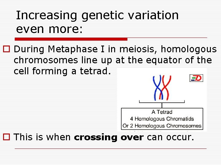Increasing genetic variation even more: o During Metaphase I in meiosis, homologous chromosomes line Increasing genetic variation even more: o During Metaphase I in meiosis, homologous chromosomes line