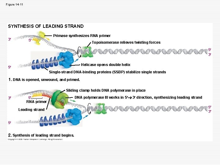 Figure 14 -11 SYNTHESIS OF LEADING STRAND 3 Primase synthesizes RNA primer 5 Topoisomerase Figure 14 -11 SYNTHESIS OF LEADING STRAND 3 Primase synthesizes RNA primer 5 Topoisomerase