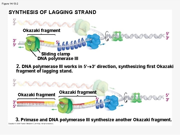 Figure 14 -13 -2 SYNTHESIS OF LAGGING STRAND 5 3 Okazaki fragment 3 5 Figure 14 -13 -2 SYNTHESIS OF LAGGING STRAND 5 3 Okazaki fragment 3 5