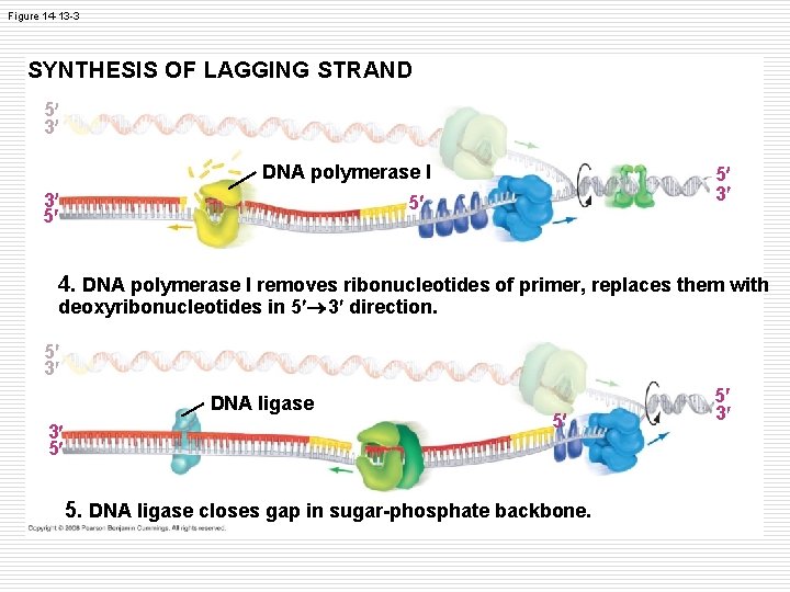 Figure 14 -13 -3 SYNTHESIS OF LAGGING STRAND 5 3 DNA polymerase I 3 Figure 14 -13 -3 SYNTHESIS OF LAGGING STRAND 5 3 DNA polymerase I 3