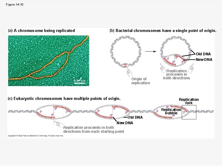 Figure 14 -10 Bacterial chromosomes have a single point of origin. A chromosome being Figure 14 -10 Bacterial chromosomes have a single point of origin. A chromosome being