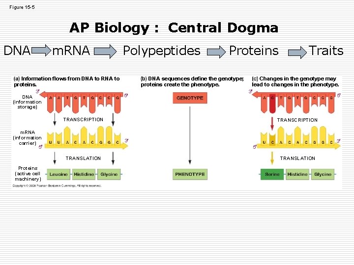 Figure 15 -5 AP Biology : Central Dogma DNA m. RNA Polypeptides DNA sequences Figure 15 -5 AP Biology : Central Dogma DNA m. RNA Polypeptides DNA sequences