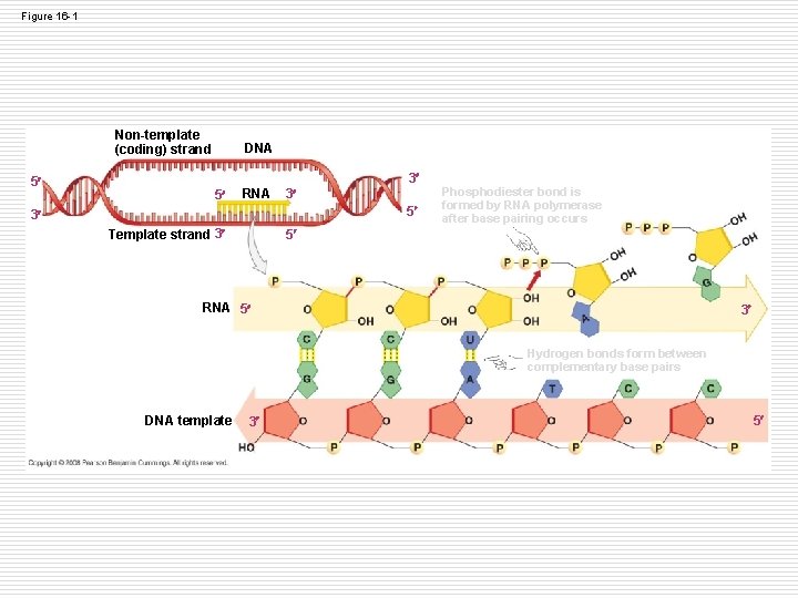 Figure 16 -1 Non-template (coding) strand 5 DNA 3 5 RNA 3 5 3 Figure 16 -1 Non-template (coding) strand 5 DNA 3 5 RNA 3 5 3