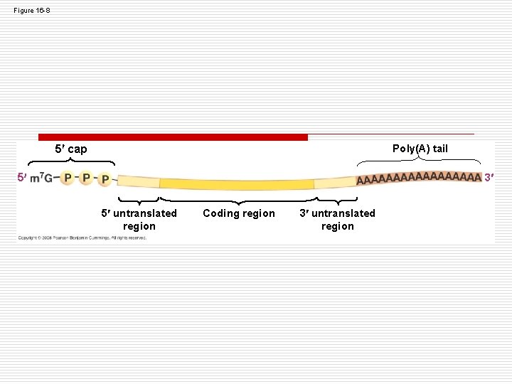 Figure 16 -8 5 cap Poly(A) tail 5 3 5 untranslated region Coding region Figure 16 -8 5 cap Poly(A) tail 5 3 5 untranslated region Coding region