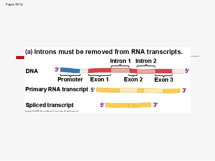 Figure 16 -7 a Introns must be removed from RNA transcripts. Intron 1 Intron Figure 16 -7 a Introns must be removed from RNA transcripts. Intron 1 Intron