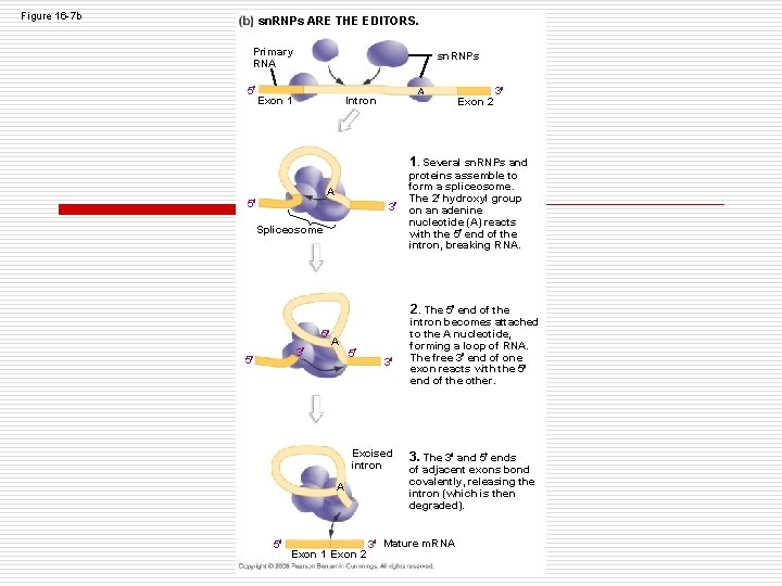 Figure 16 -7 b sn. RNPs ARE THE EDITORS. Primary RNA 5 sn. RNPs Figure 16 -7 b sn. RNPs ARE THE EDITORS. Primary RNA 5 sn. RNPs