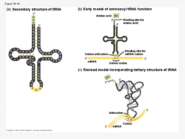 Figure 16 -14 Secondary structure of t. RNA Early model of aminoacyl t. RNA Figure 16 -14 Secondary structure of t. RNA Early model of aminoacyl t. RNA