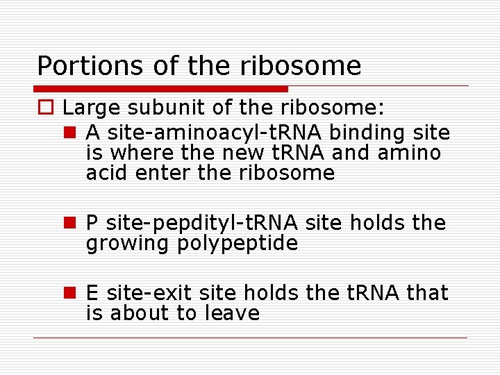 Portions of the ribosome o Large subunit of the ribosome: n A site-aminoacyl-t. RNA Portions of the ribosome o Large subunit of the ribosome: n A site-aminoacyl-t. RNA