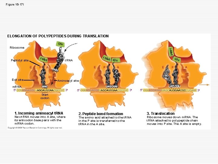 Figure 16 -17 l ELONGATION OF POLYPEPTIDES DURING TRANSLATION Ribosome t. RNA Peptidyl site Figure 16 -17 l ELONGATION OF POLYPEPTIDES DURING TRANSLATION Ribosome t. RNA Peptidyl site