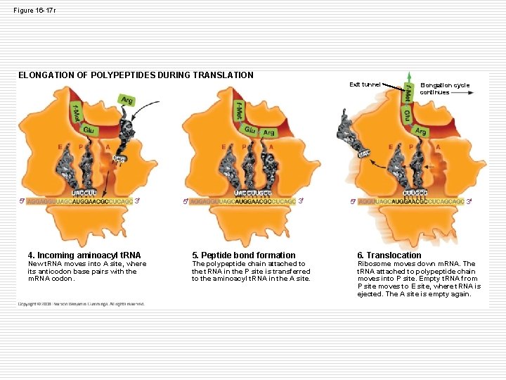Figure 16 -17 r ELONGATION OF POLYPEPTIDES DURING TRANSLATION Exit tunnel 5 3 4. Figure 16 -17 r ELONGATION OF POLYPEPTIDES DURING TRANSLATION Exit tunnel 5 3 4.