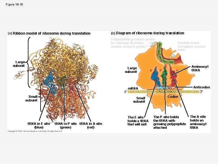 Figure 16 -15 Ribbon model of ribosome during translation Diagram of ribosome during translation Figure 16 -15 Ribbon model of ribosome during translation Diagram of ribosome during translation