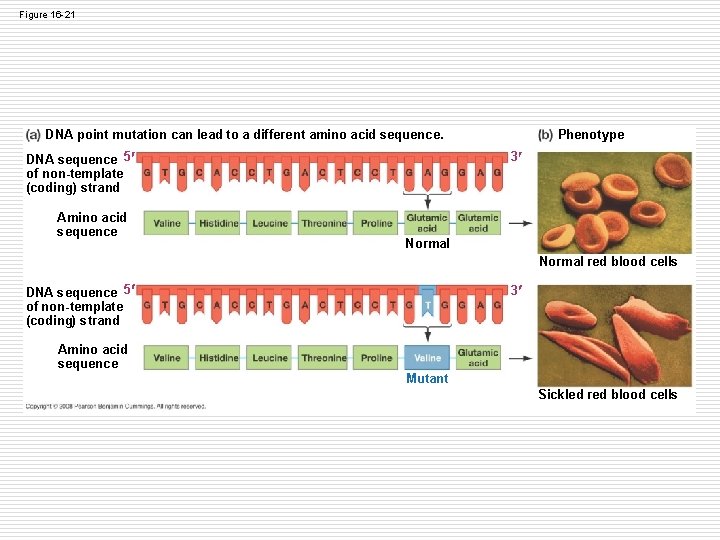 Figure 16 -21 DNA point mutation can lead to a different amino acid sequence. Figure 16 -21 DNA point mutation can lead to a different amino acid sequence.