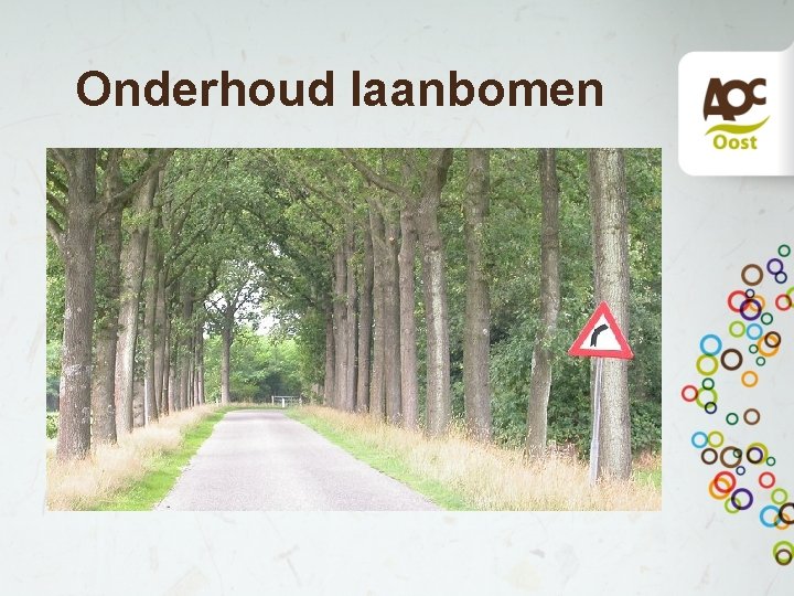 Onderhoud laanbomen 