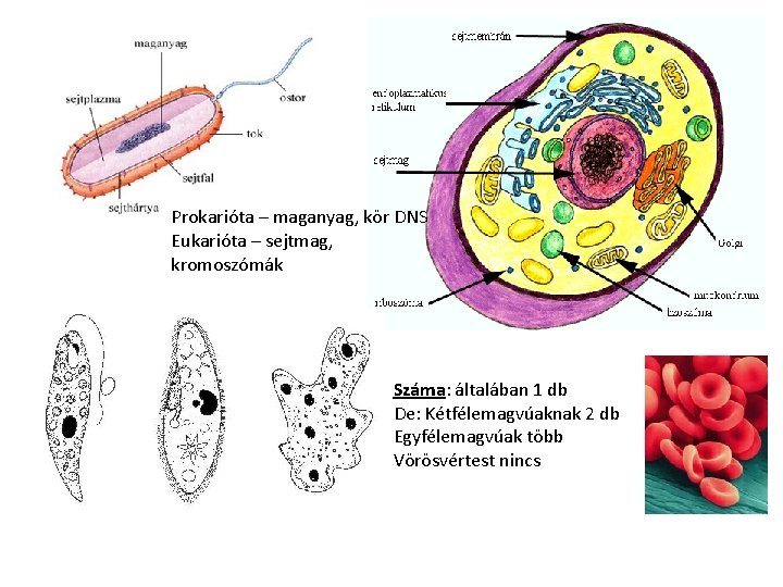 Prokarióta – maganyag, kör DNS Eukarióta – sejtmag, kromoszómák Száma: általában 1 db De: