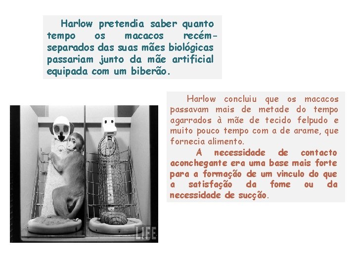 Harlow pretendia saber quanto tempo os macacos recémseparados das suas mães biológicas passariam junto Harlow pretendia saber quanto tempo os macacos recémseparados das suas mães biológicas passariam junto