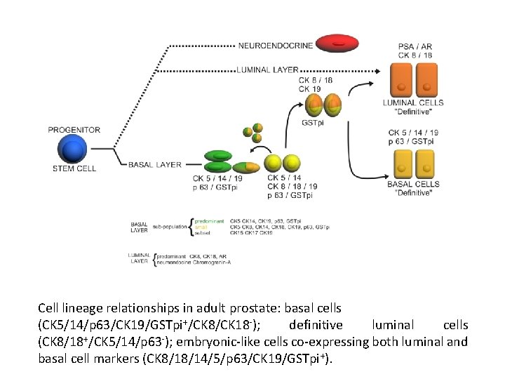 Cell lineage relationships in adult prostate: basal cells (CK 5/14/p 63/CK 19/GSTpi+/CK 8/CK 18