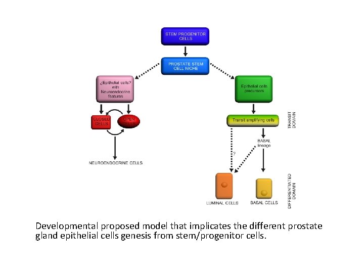 Developmental proposed model that implicates the different prostate gland epithelial cells genesis from stem/progenitor