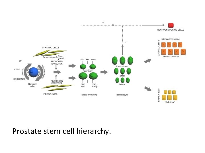 Prostate stem cell hierarchy. 