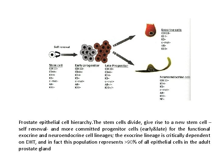 Prostate epithelial cell hierarchy. The stem cells divide, give rise to a new stem