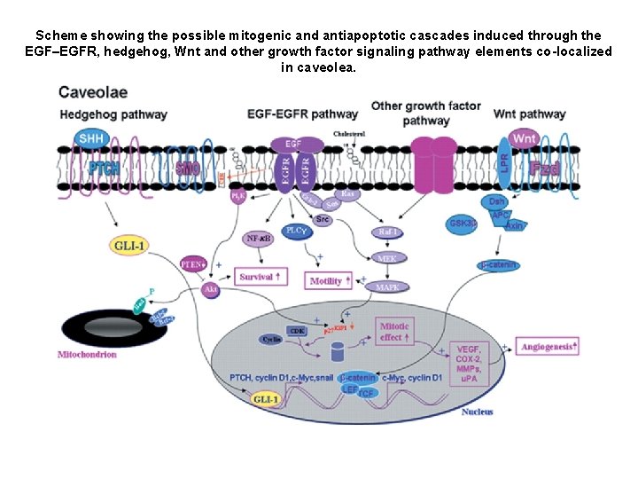 Scheme showing the possible mitogenic and antiapoptotic cascades induced through the EGF–EGFR, hedgehog, Wnt