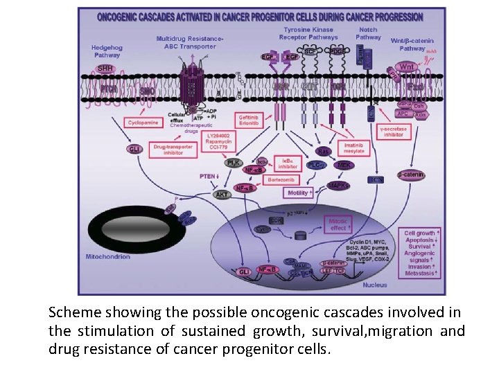Scheme showing the possible oncogenic cascades involved in the stimulation of sustained growth, survival,
