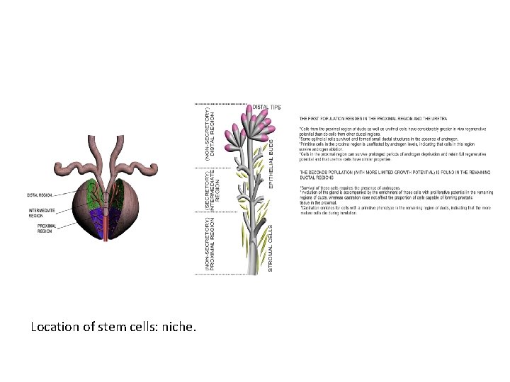 Location of stem cells: niche. 