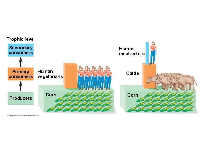 Trophic level Secondary consumers Human meat-eaters Human Primary consumers vegetarians Producers Corn Cattle Corn