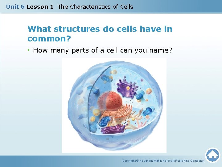 Unit 6 Lesson 1 The Characteristics of Cells What structures do cells have in