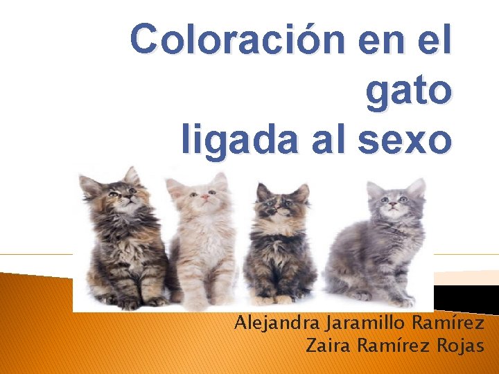 Coloración en el gato ligada al sexo Alejandra Jaramillo Ramírez Zaira Ramírez Rojas 