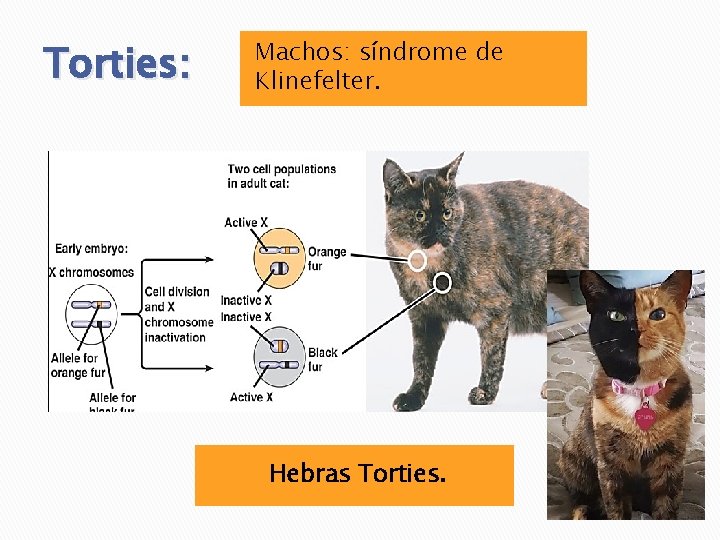 Torties: Machos: síndrome de Klinefelter. Hebras Torties. 