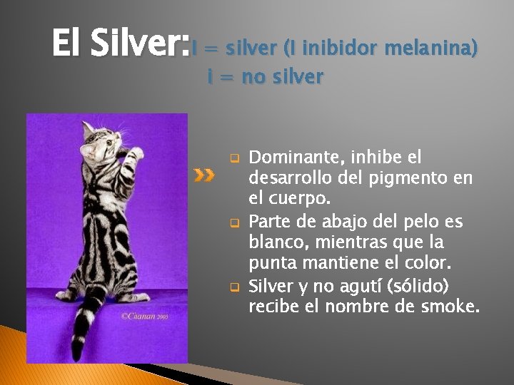 El Silver: I = silver (I inibidor melanina) i = no silver q q