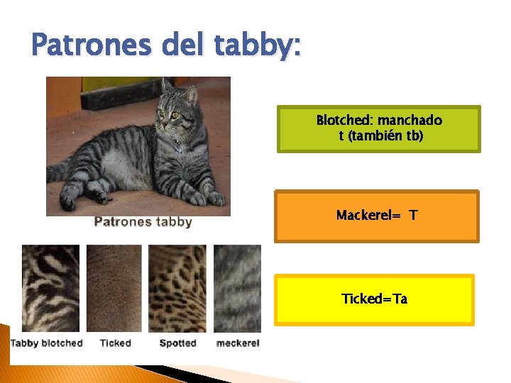 Patrones del tabby: Blotched: manchado t (también tb) Mackerel= T Ticked=Ta 