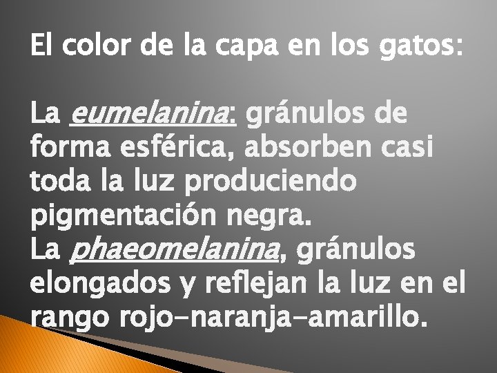 El color de la capa en los gatos: La eumelanina: gránulos de forma esférica,