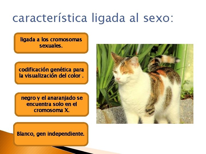 característica ligada al sexo: ligada a los cromosomas sexuales. codificación genética para la visualización