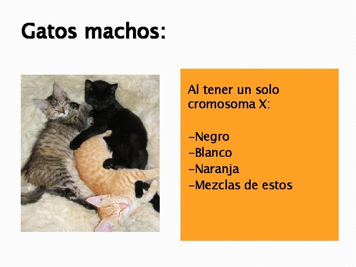 Gatos machos: Al tener un solo cromosoma X: -Negro -Blanco -Naranja -Mezclas de estos