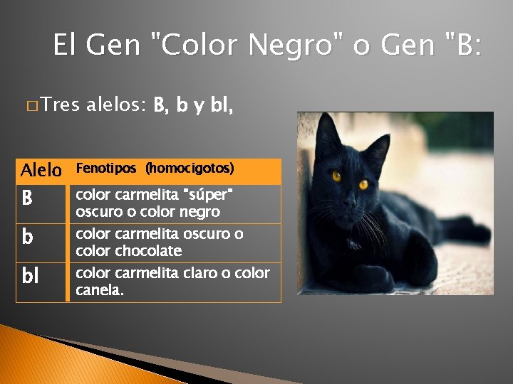 El Gen "Color Negro" o Gen "B: � Tres Alelo B b bl alelos: